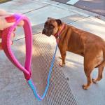 Reflective Nylon Dog Leash - 6ft Pink