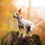 Reflective Purple Dog Collar and Leash Set