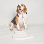 Fashion Dog Collar and Leash Set with Flowers