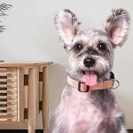 Personalized Small Dog Collar and Leash Set