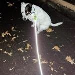 Reflective Nylon Dog Leash - 6ft Pink