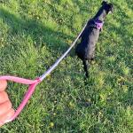 Reflective Nylon Dog Leash - 6ft Pink