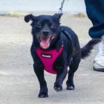 All Weather Adjustable Step-in Pet Harness - Fuchsia