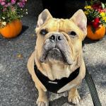 Adjustable All-Weather Pet Harness for Cats and Dogs