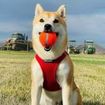 Voyager Step-In Air Harness for Dogs and Cats