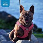 Voyager Step-in Air Harness for Dogs and Cats
