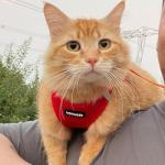 Voyager Step-In Air Harness for Dogs and Cats