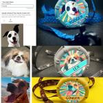 Personalized Lazy Leash with Dog's Name and Portrait