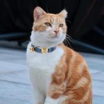 Personalized Plaid Cat Collar with Engraved Name