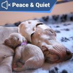 Slide-On Personalized Pet ID Tags in Stainless Steel