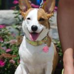 Personalized QR Code Pet ID Collar Tag