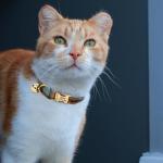 Personalized Plaid Cat Collar with Name & Phone