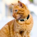 Personalized Velvet Cat Collar with Bell - Midnight Blue