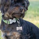 Personalized Engraved Pet ID Tag with Bling