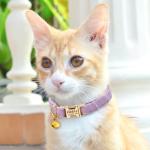 Custom Engraved Adjustable Cat Collar and Leash