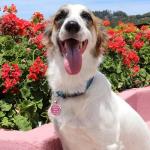 Personalized QR Code Pet ID Collar Tag