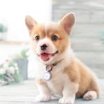 Pawaii Silicone Dog ID Tag with QR Profile