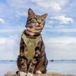 Escape-Proof Tactical Cat Harness with Personalization