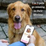 Gold Slide-On Pet ID QR Code Tag with App