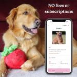 Gold QR Code Pet ID Tag with Digital Profile App