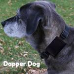 Dapper Dog Black Ballistic Nylon Tag Silencer