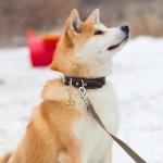 Gold Bells for Dog and Cat Collars - 2 Pcs