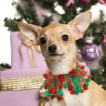 2 Pack Christmas Dog Collars with Pom Poms