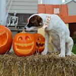 Pumpkin Print Dog Collar and Leash Set