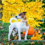 Pumpkin Print Dog Collar and Leash Set