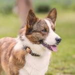 Anavia Personalized Slide-On Pet ID Tags