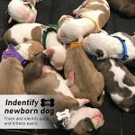 Soft Adjustable Puppy Collar ID Tags Set, 12 Pack