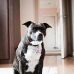 2-Pack Smart QR Code Dog ID Tags