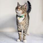 Aoche Pet Bells for Collar - 6 Pack