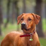 Aoche Pet Bells for Collar - 6 Pack