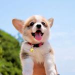 50 Pack Multicolor Pet Bells for Dogs and Cats