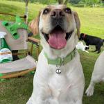 SkyPia 3 Pack Stainless Steel Pet Collar Bells