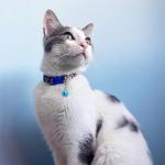 50 Pack Multicolor Pet Bells for Dogs and Cats