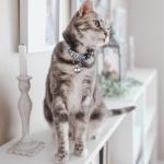 SkyPia 3 Pack Stainless Steel Pet Collar Bells