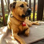 Pink Pet Tag Silencer for Quiet Adventures