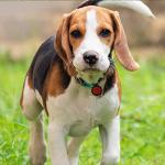 Personalized 6 Pack Silicone Dog Tags - Lightweight