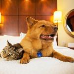 Weewooday Dog Tag Holder - 2 Pack