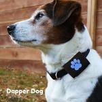 Black Pet Tag Silencer with Blue Paw Print