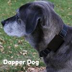 Dapper Dog Tag Silencer and AirTag Holder
