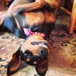 Pink Pet Tag Silencer for Quiet Adventures