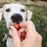 Pink Pet Tag Silencer for Quiet Adventures