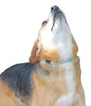Blue Eyes Mountain Rope Dog ID Collar - Small