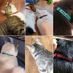 Personalized Breakaway Cat Collar with Custom ID