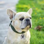 Personalized Stainless Steel Dog Name Tags