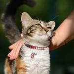 Personalized Breakaway Leather Cat Collar with Bell