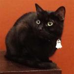 LuckyPet Glow-in-the-Dark Custom Pet ID Tag